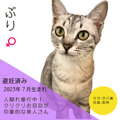 明日‼︎4/28(日)【保護猫のマッチングスペースDrea…
