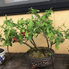 ボケの盆栽‼️今年も赤、白が咲きました。❣️