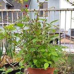 受け渡し者決定しました。 木苺 鉢植え 8号鉢