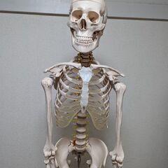 美品✨トワテック人体骨格模型、全身