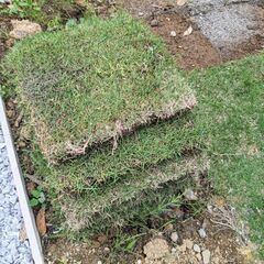 【ネット決済】20枚1000円　植えて1ヶ月の芝生