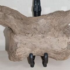 化石　ティラノサウルス　尾椎