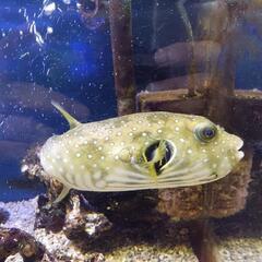 (決まりました：終了)海水魚　サザナミフグ