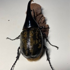 お取引中 ④⑥ヘラクレスオオカブト成虫2ペア品　遠方取引