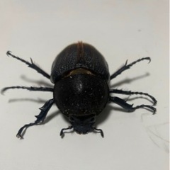 お取引中 ④⑥ヘラクレスオオカブト成虫2ペア品　遠方取引