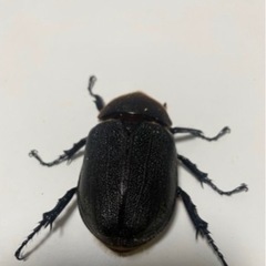 お取引中 ④⑥ヘラクレスオオカブト成虫2ペア品　遠方取引