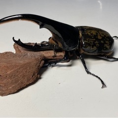 お取引中 ④⑥ヘラクレスオオカブト成虫2ペア品　遠方取引