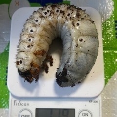 レックスゾウカブトの中古が安い！激安で譲ります・無料であげます  