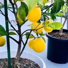 【果樹】レモン2.5号苗③