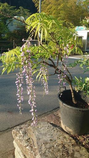今です！』藤の花 フジ 『フジの花が長い50センチ』藤の庭木 フジの