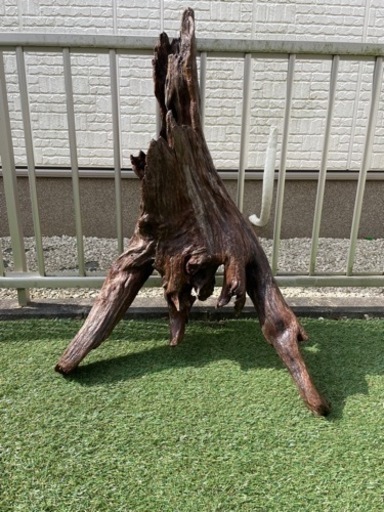 特大サイズ　高さ90cm　流木