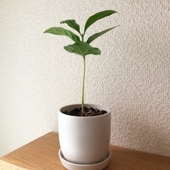観葉植物　コーヒーの木(14)　20cm　白いおしゃれな2号の鉢...
