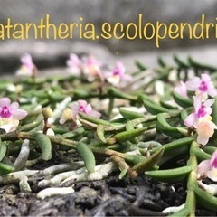 【洋蘭原種】 Pelatantheria.scolopendri...