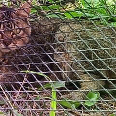 ３、捨て猫を保護しています。罪の無い小さな命をお助け下さい。