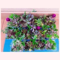 多肉植物　大量　本日引き取り可能