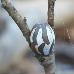 イラガの繭の画像