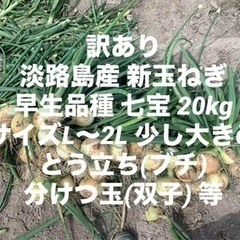 訳あり 淡路島産 新玉ねぎ 早生品種 七宝 20kg サイズL～...