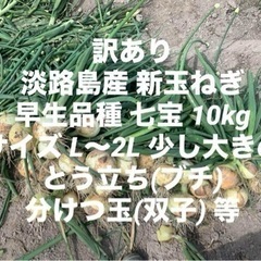 訳あり 淡路島産 新玉ねぎ 早生品種 七宝 10kg サイズL～...