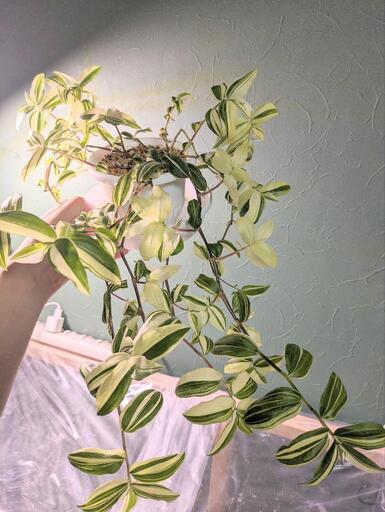 観葉植物 トラディスカンティア