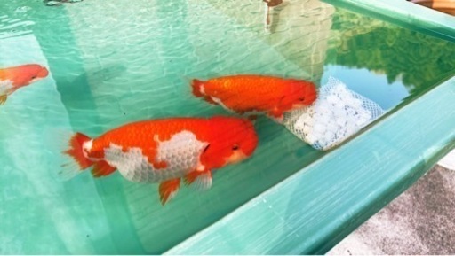 金魚セット　お引き取り決まりました‼️