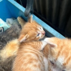 生まれて３週間の仔猫の里親募集。4/27 現在 - 鹿児島市