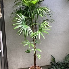 🌴棕櫚竹(シュロチク)観葉植物3  2本立ち