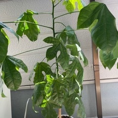 観葉植物　ボトルツリーブラキキトン　鉢