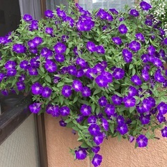 ペチュニア　花　（紫色）