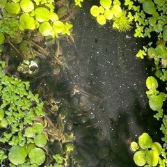 ミナミヌマエビ　大量