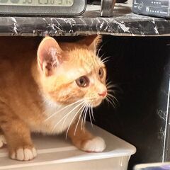 三毛猫とアメショのミックスのビビちゃん