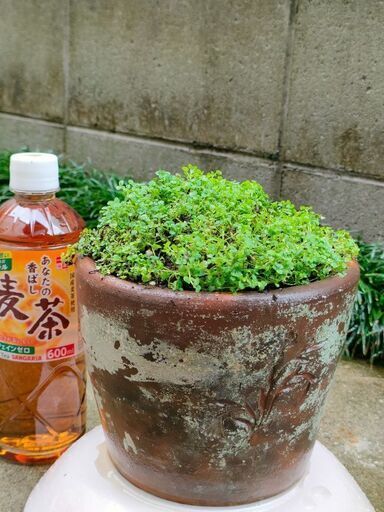 コルシカミント 鉢植え(大)