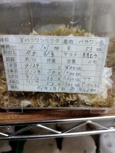 パラワンオオヒラタクワガタ3  ♂1 ♀2