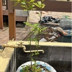 シマトネリコ プランター　植木鉢  ガーデニング レトロ