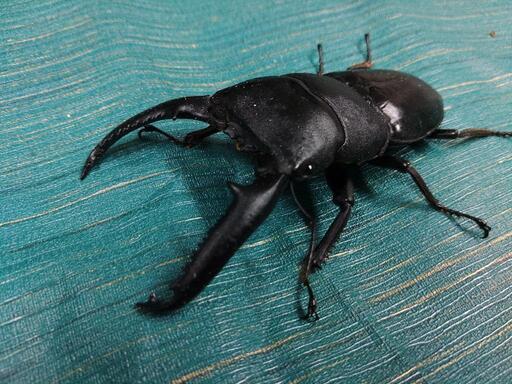 パラワンオオヒラタクワガタ ペア  ♂107mm  ♀51.4mm