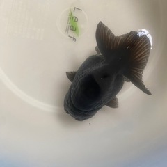 真っ黒らんちゅう2歳魚