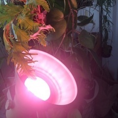 植物育成ライト