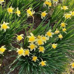 水仙の球根🌼10個(=^ェ^=)