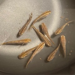 改良メダカの成魚 10匹  ✨琥珀ラメ✨