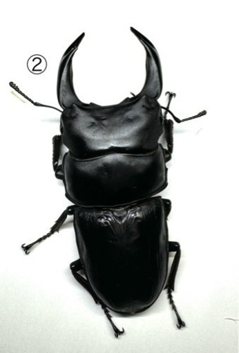 国産オオクワガタ能勢SR血統（本家直仔累代）