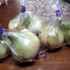 29日の新鮮野菜新玉ねぎ、人参、杜仲茶各々50円を品出しします