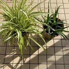 53-観葉植物　2鉢セット