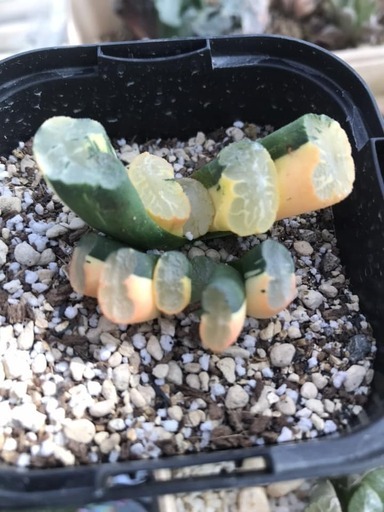 ハオルチア　赤斑玉扇錦　オレンジ系