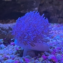 ウミアザミ1   サンゴ 