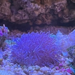 ウミアザミ3   サンゴ 