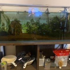 90センチスリム水槽一式(カージナル70匹以上、レッドビーシュリンプ30匹くらい、オトシンクルス6匹)