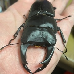 国産オオクワガタ能勢SR血統（本家直仔累代）