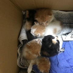 生後1ヶ月以内　可愛い子猫達(6匹)