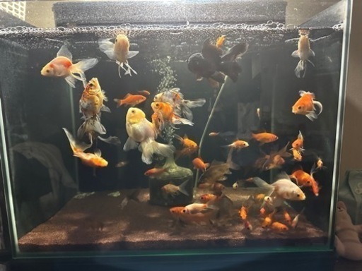 金魚（生体のみ）