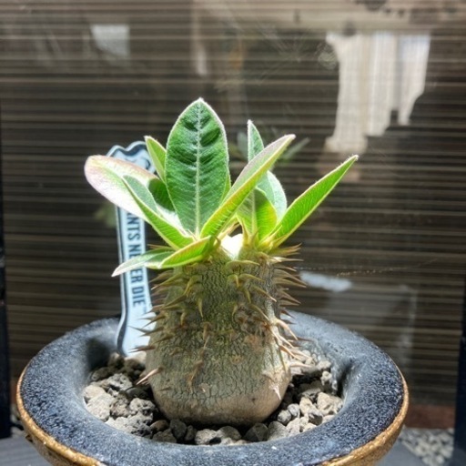 塊根植物パキポディウム恵比寿大黒\n