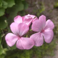 ゼラニウム　四季咲きゼラニューム苗　ピンク色